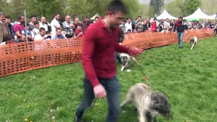 Çoban Köpekleri Podyumda Renkli Görüntüler Oluşturdu