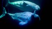 Les baleines, sensibles à la mort de leurs congénères