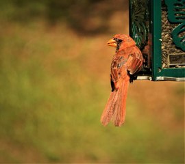 Comment nourrir les oiseaux dans votre jardin ?
