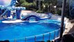 Orcas and dolphins at SeaWorld Orlando