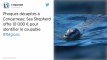Phoques décapités à Concarneau : Sea Shepherd offre 10 000 euros pour identifier le coupable