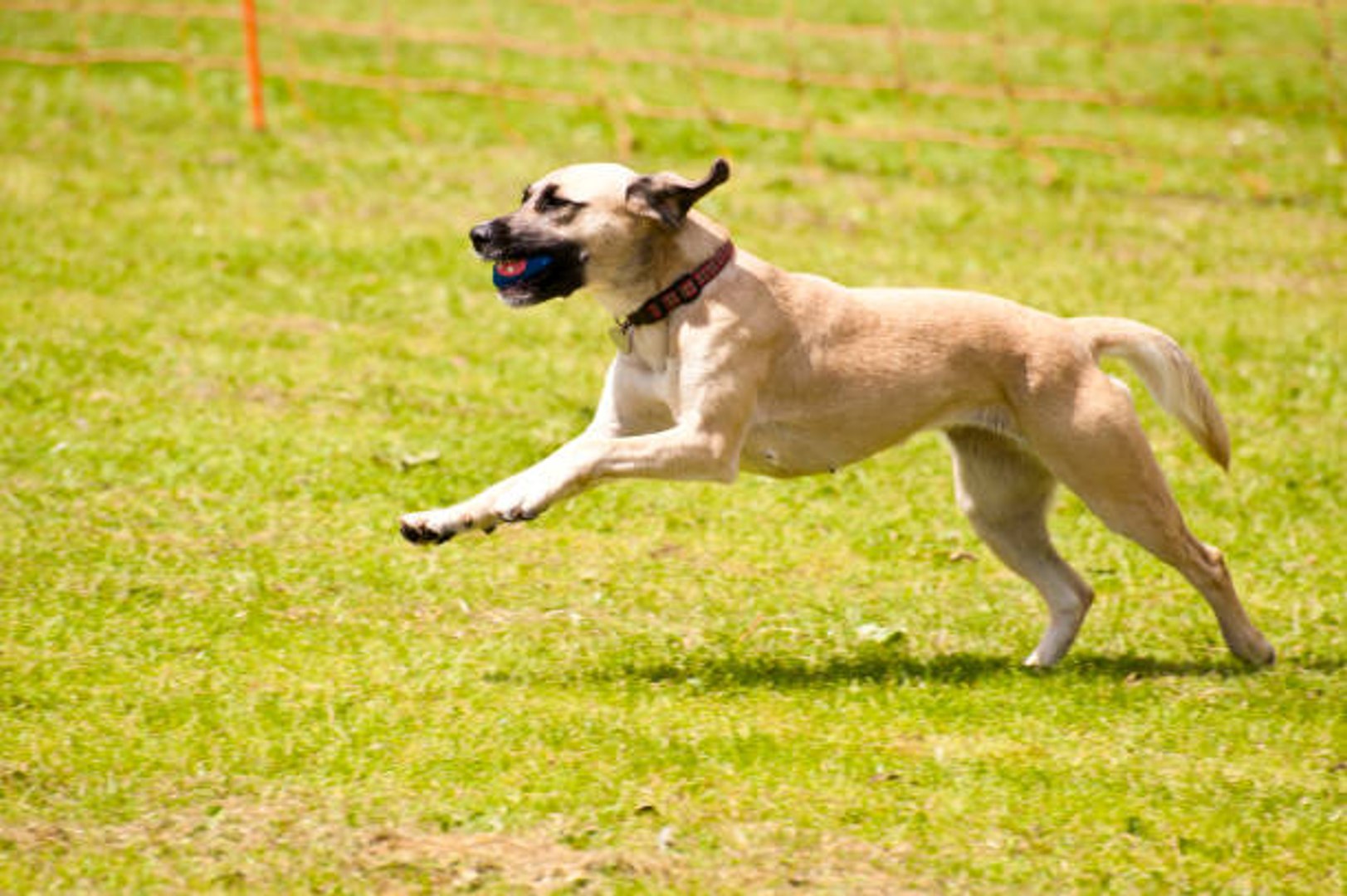 Comment canaliser un chien trop agité ?