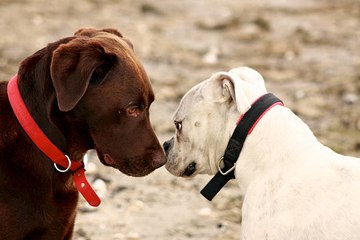 Mon chien n’aime pas ses congénères : comment le socialiser ?