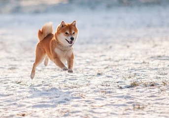 Le Shiba Inu, le chien-renard à la mode