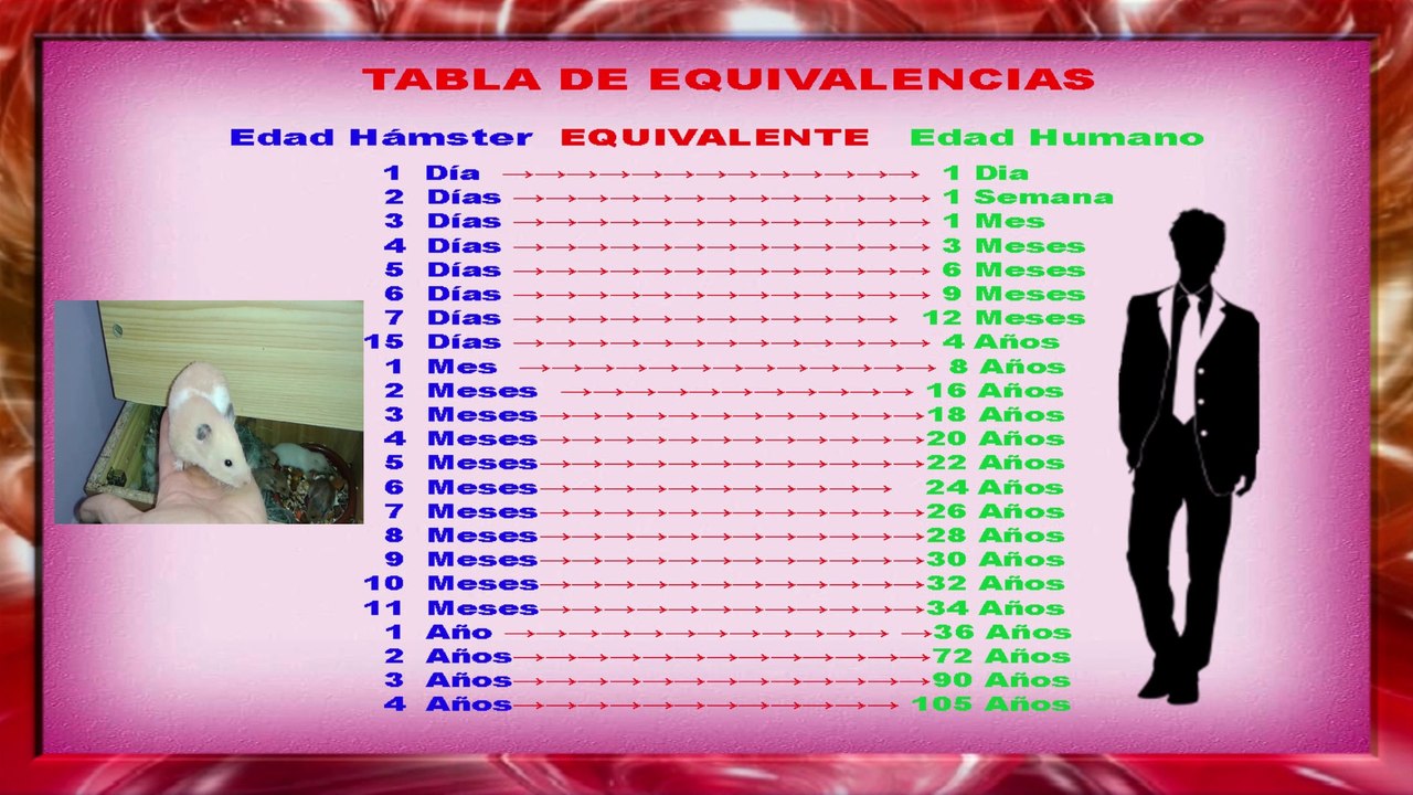 HÁMSTER /  / Cuantos años vive un HÁMSTER /   / MASCOTAS  / TABLA DE EQUIVALENCIA DE LOS AÑOS DE LOS HÁMSTER /