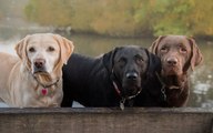 Le Labrador Retriever : un chien au caractère exceptionnel