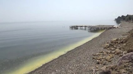 Ayvacık Sahilinde Denizin Rengi Değişti