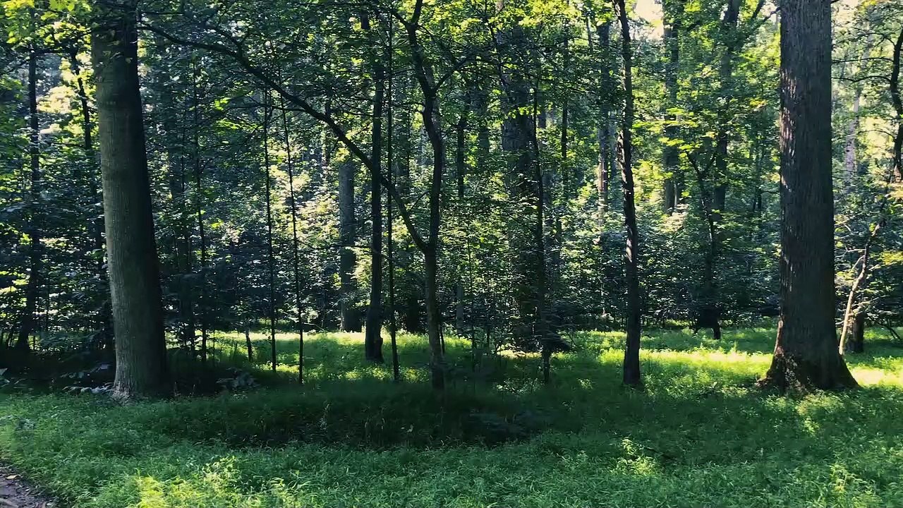 Film test