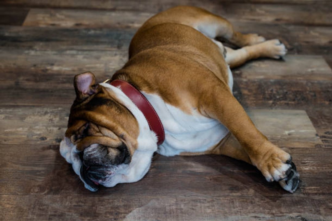 Top 10 des races de chiens les plus calmes