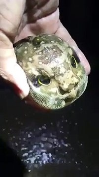 Ce poisson prend la forme d'une tête humaine pour faire peur aux prédateurs