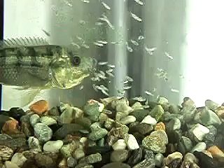 Allez Les Bebes On Rentre Dans La Bouche De Maman Poisson Video Dailymotion
