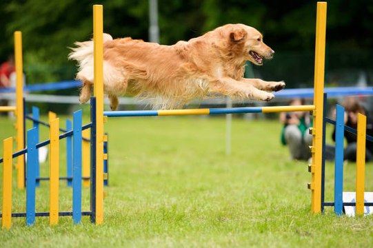 Comment débuter l'agility avec son chien ?
