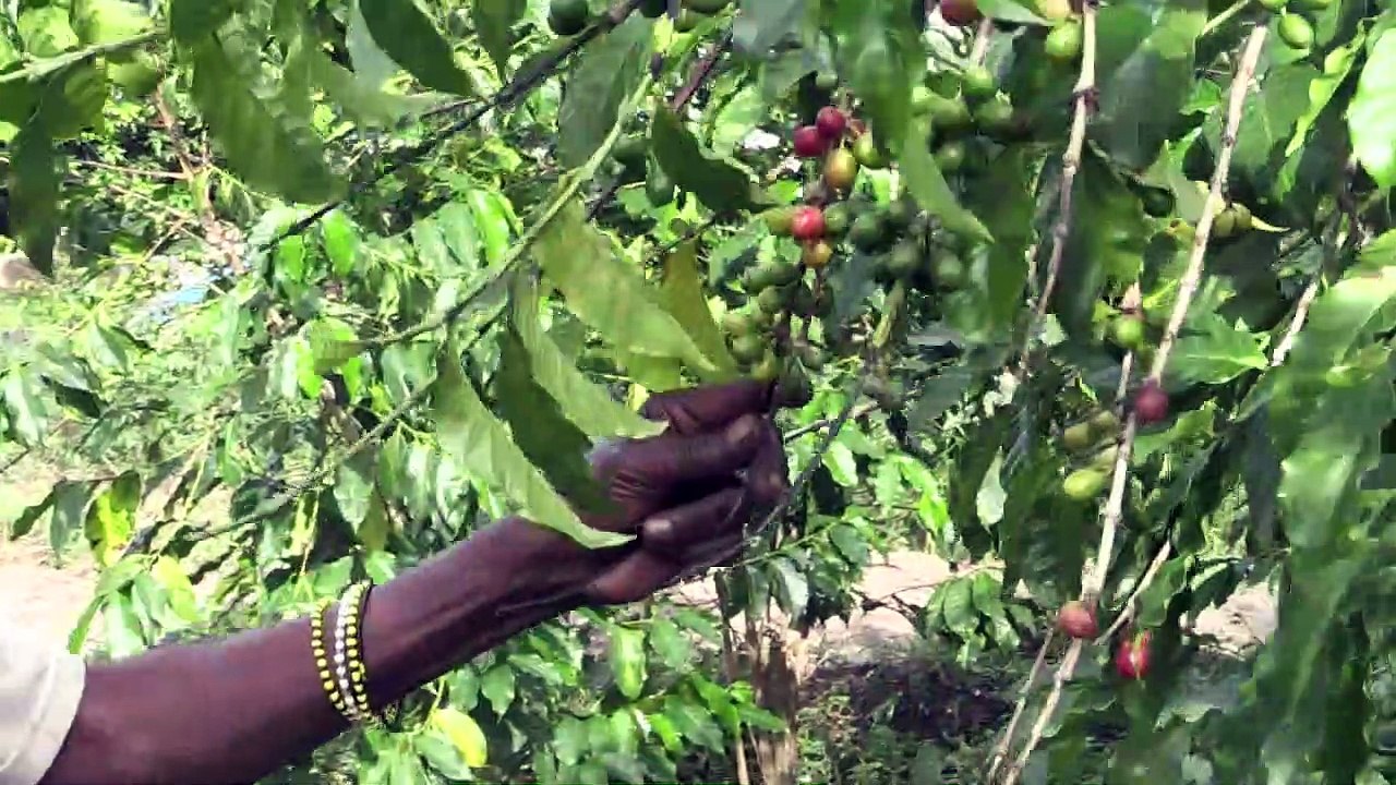 RDC: l'île d'Idjwi, la petite perle des Grands lacs