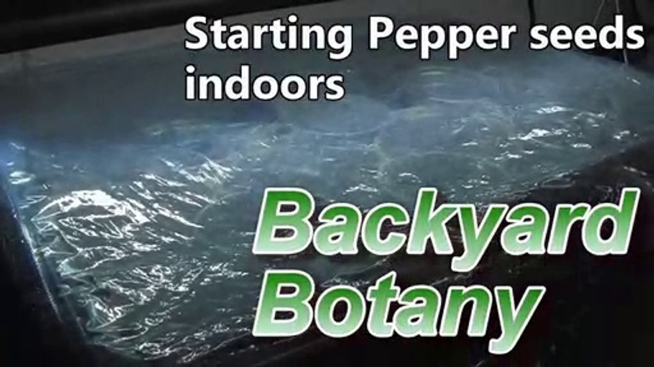 How to Start Pepper Seeds Indoors- Backyard Botany