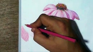Drawing Flowers- Echinacea purpurea With Colored pencils