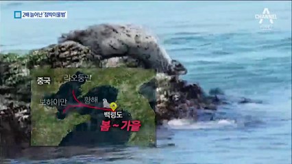 ‘봄 전령사’ 백령도 점박이물범, 개체수 2배 증가한 까닭