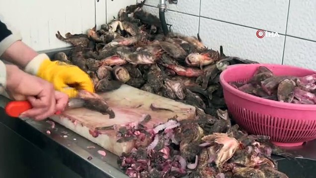 Mutlu şehirde balık tezgahları çarpan ve hamsi ile süslendi