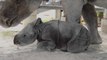 Le zoo de Miami a accueilli une naissance rare... Un bébé rhinocéros