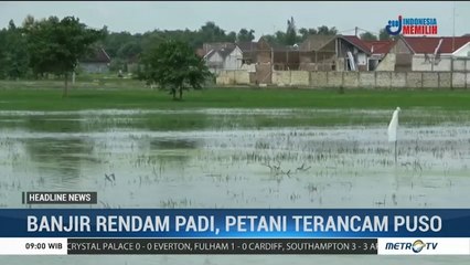 Puluhan Hektare Tanaman Padi Terancam Puso Akibat Banjir