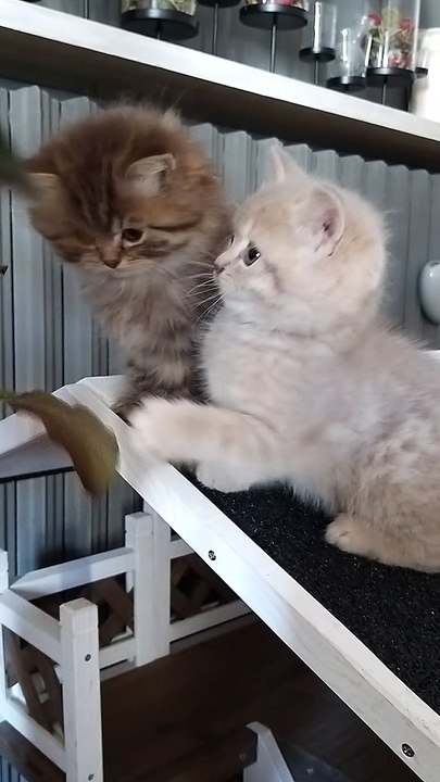 Chatons British Longhair Corsitalia