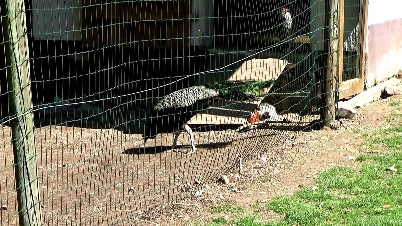 Naturwildpark Freisen