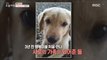 [LIVING] Genius dog in Korea,생방송 오늘 아침 20190429