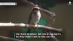 Watch A Guam Kingfisher Hatch At Smithsonian's National Zoo