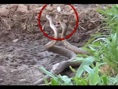 दो सांपों की लड़ाई देखकर दंग रह जाएंगे आप, VIDEO वायरल- battle of two snakes in chittorgarh
