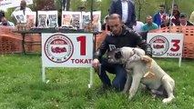 ÇOBAN KÖPEKLERİ YARIŞTI