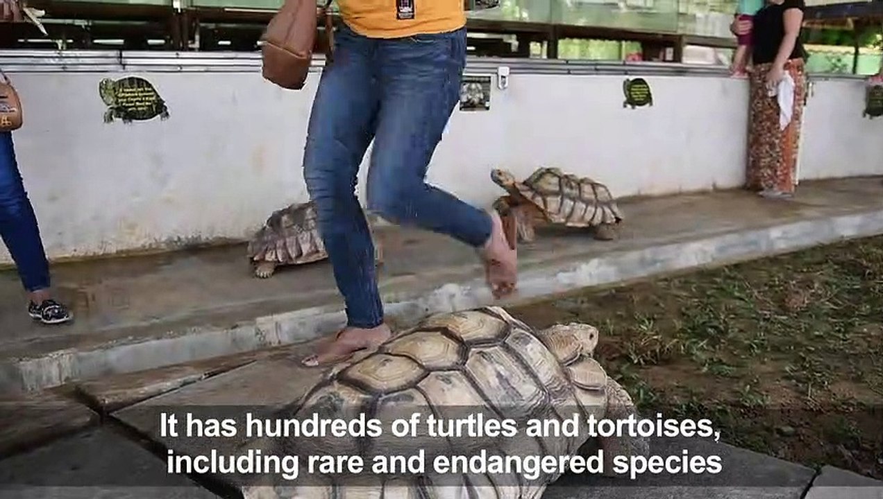 Crawling to extinction: Singapore turtle haven fights for life
