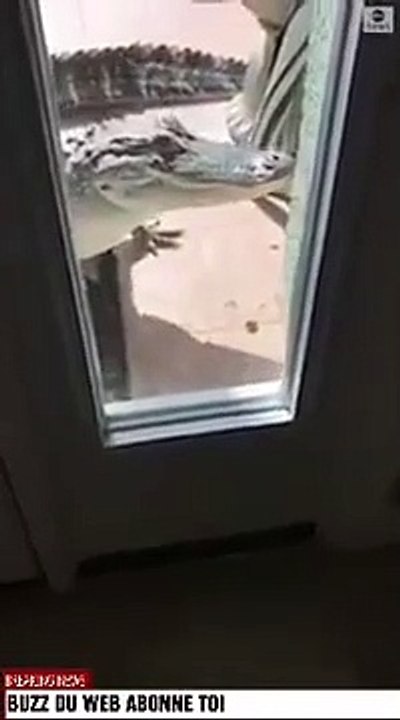 Un alligator frappe à  la porte d'une maison floridienne (Etats-Unis)