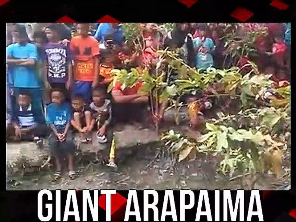 Giant arapaima caught in a swamp