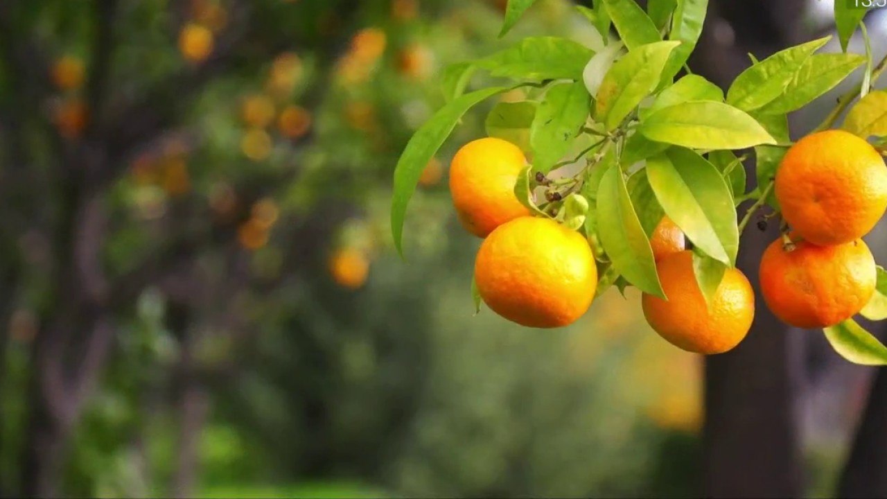 Jardin - Prenez soin de vos agrumes