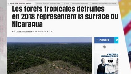 12 millions d'hectares des fôrets tropicales ont disparu !