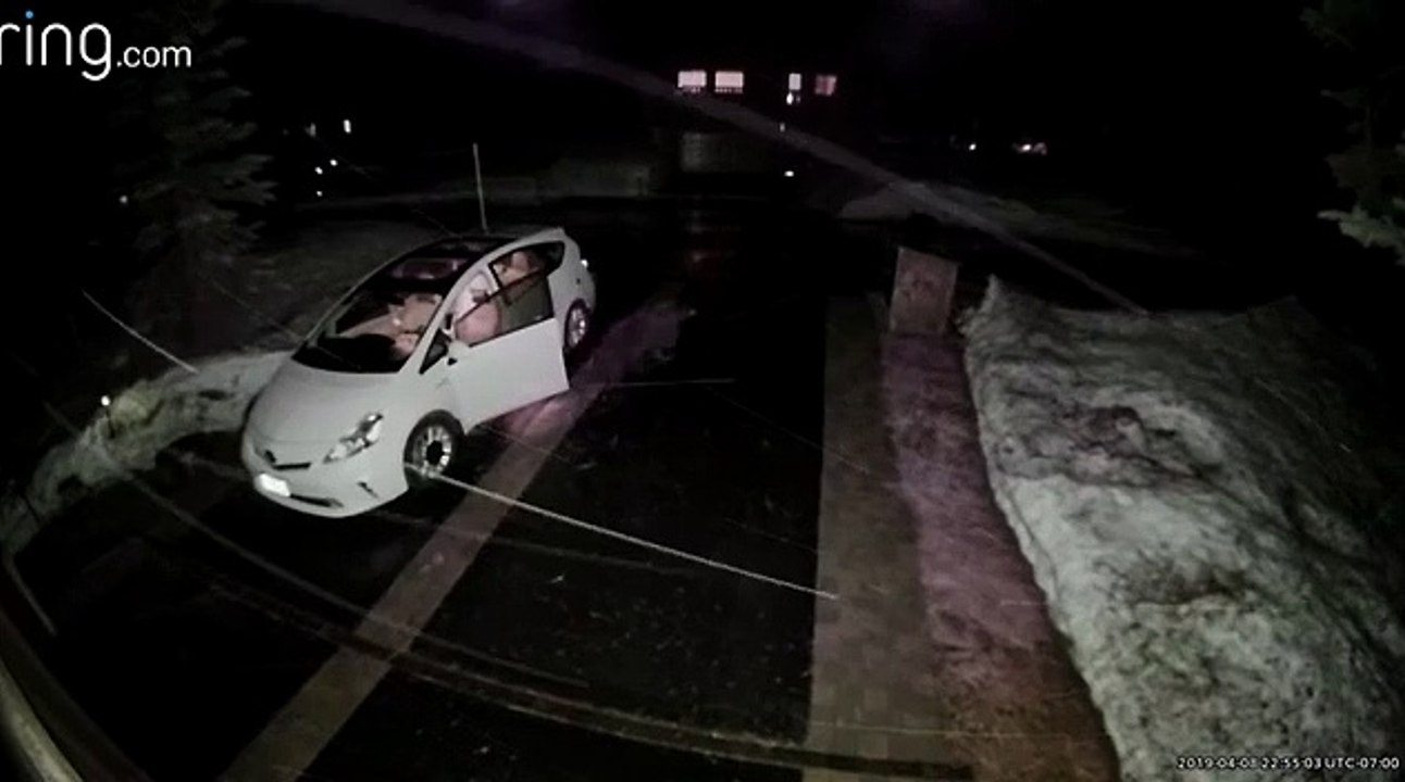 Un ours curieux s'introduit par hasard dans une voiture en Californie