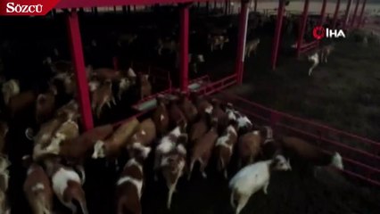 Drondan korkan inekler böyle kaçıştı
