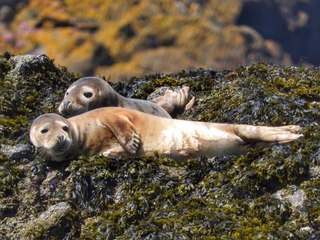 Phoques décapités : 10 000 euros de récompense pour identifier le coupable