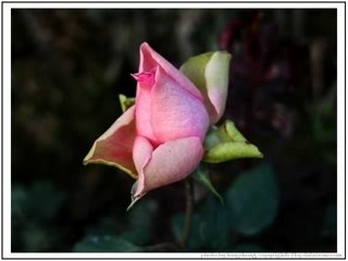 999 Thousand Roses (English)