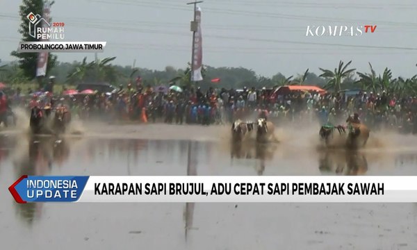 Karapan Sapi Brujul, “Fast & Furious” Ala Sapi Pembajak Sawah