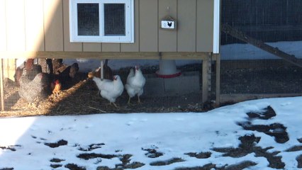 Chickens Chase Laser Pointer