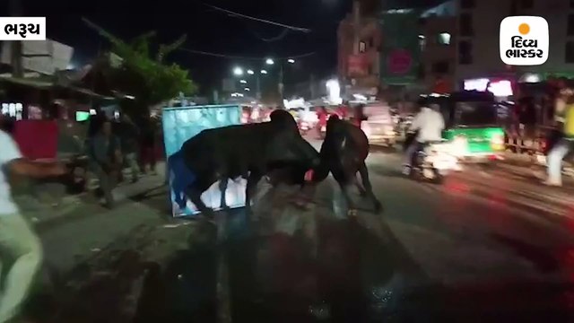 ભરૂચના સ્ટેશન રોડ પર બે આખલા વચ્ચે યુદ્ધ થયું, મોપેડ ચાલકને અડફેટે લીધો