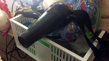 Pampered pet birds get a blow dry after shower