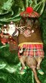 Scottish rat learns to play the bagpipes (sort of)