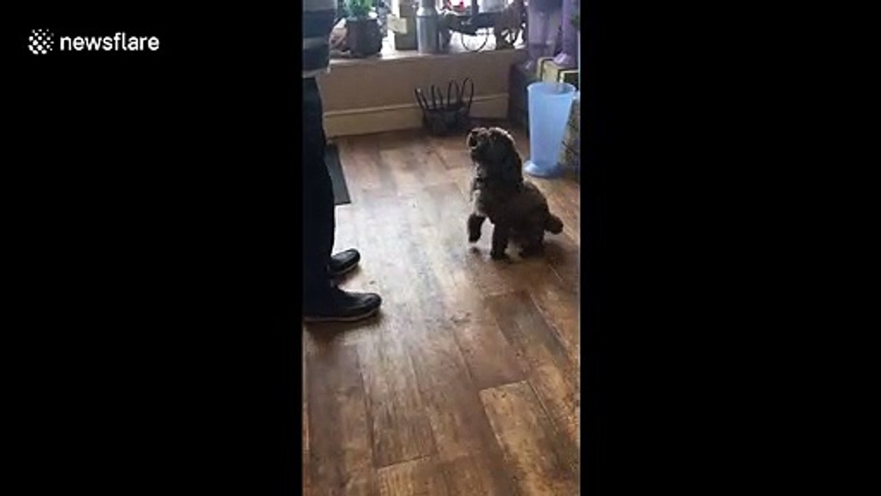 'Dancing' Cockoapoo shows off 'Riverdance' moves on his hind legs