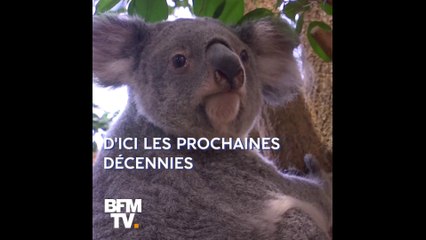 Vers une 6e extinction de masse? Retour sur les cinq qu’a déjà rencontré la Terre