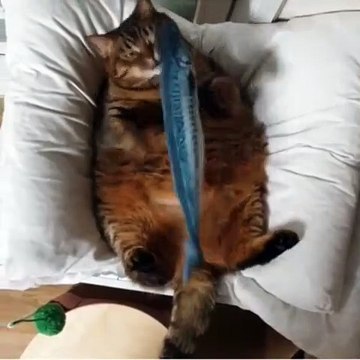 Ce gros chat fait des câlins à un poisson. Trop drôle !