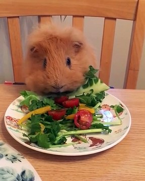 Quand un cochon d'Inde déguste ses légumes à table. Adorable !