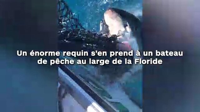 Ce requin s’en prend à un bateau de pêche au large de la Floride !