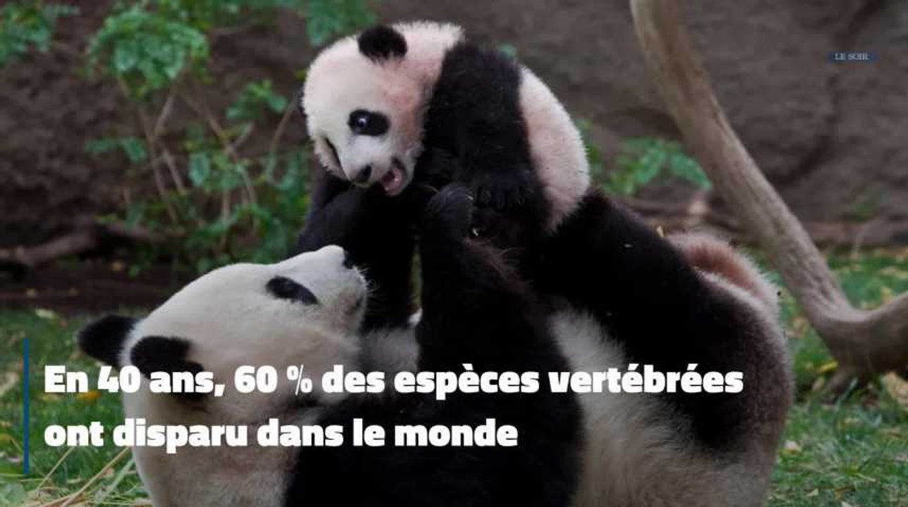L’humanité en danger : 130 pays se réunissent à Paris pour dresser le bilan