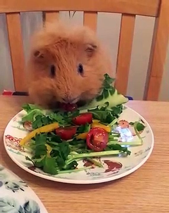 Quand un cochon d'Inde préfère manger a table, voici ce que ca donne. Adorable !